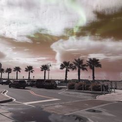 Palm trees on road against sky