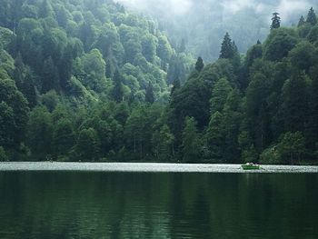 Scenic view of lake and trees in forest