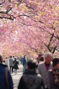 Group of people on cherry blossom