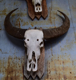 Close-up of animal skull mounted on wall