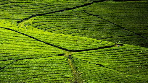 High angle view of corn field