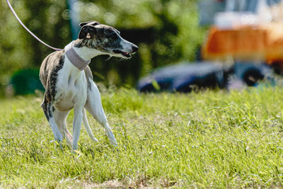 Whippet dog lifted off the ground during the dog racing competition running straight into camera