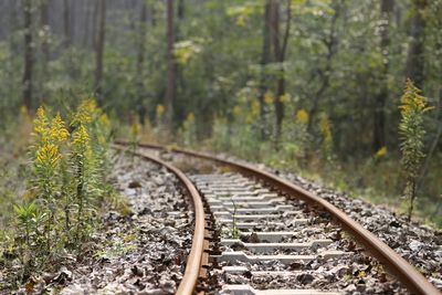 View of railroad tracks in forest