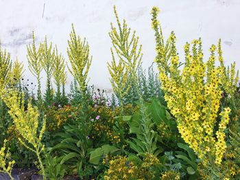 Close-up of yellow flowers blooming on field