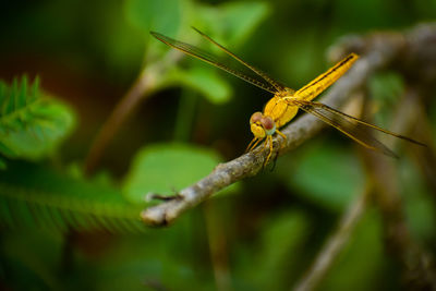 Close-up of dragonfly on plant