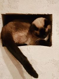 Close-up of cat relaxing on floor