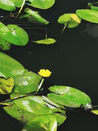 High angle view of lily leaves in lake