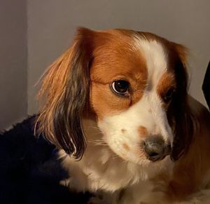 Close-up portrait of dog at home