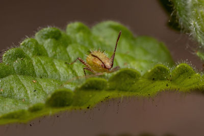 Close-up of insect on leaf