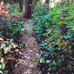 Plants growing in forest