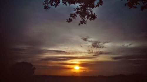 Silhouette of trees at sunset