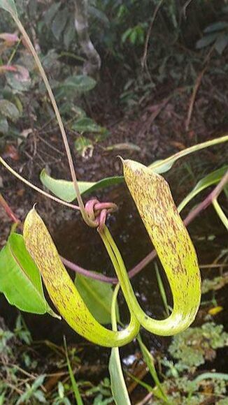 CLOSE-UP OF PLANTS