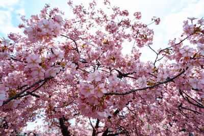 Low angle view of cherry blossoms in spring