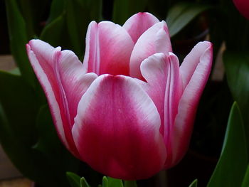 Close-up of pink tulip