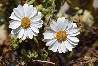 Close-up of flowers blooming outdoors