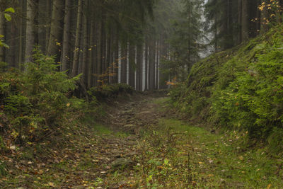 Scenic view of forest