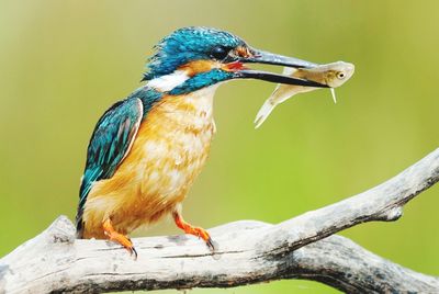 Close-up of a bird perching on branch