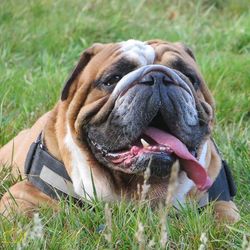 Close-up of dog on field