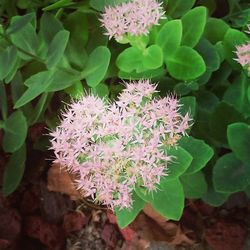 Close-up of flowers