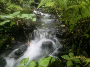 Scenic view of waterfall in forest