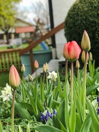 Close-up of tulips blooming outdoors