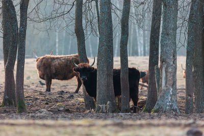 Graceful wanderer. majestic brown wild cow grazing in the early spring field