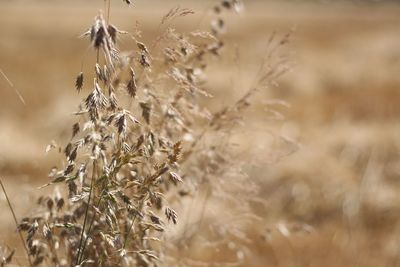 Close-up of plant in field