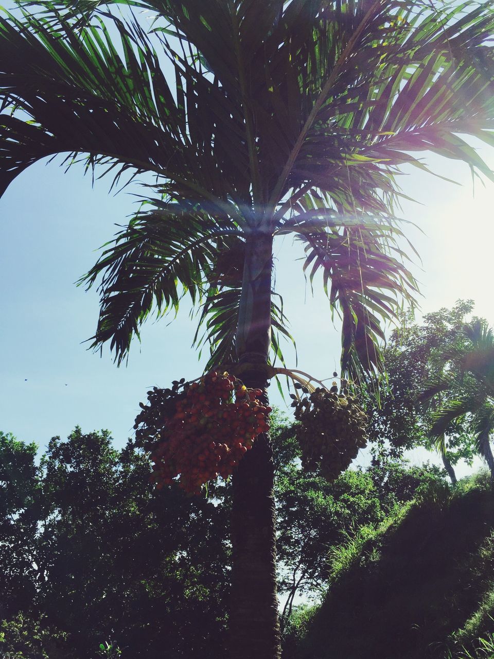 tree, growth, palm tree, nature, low angle view, branch, no people, beauty in nature, leaf, sky, green color, outdoors, day, close-up, freshness