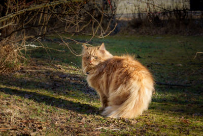 Cat sitting on a land