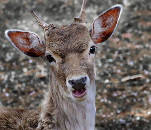 Close-up portrait of deer on field