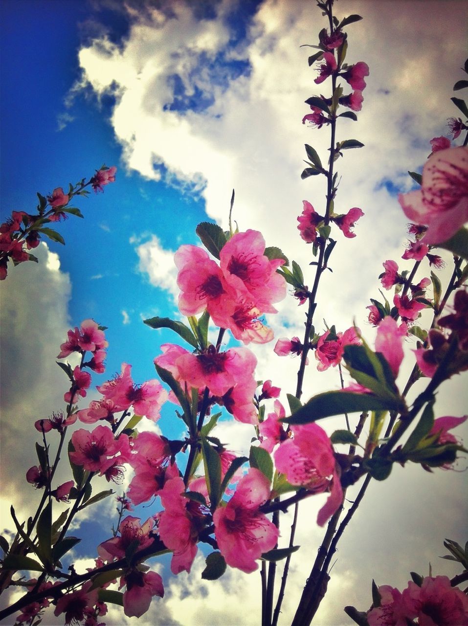 flower, freshness, pink color, fragility, growth, petal, low angle view, sky, beauty in nature, nature, blooming, blossom, flower head, cloud - sky, in bloom, branch, pink, plant, close-up, day