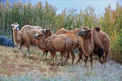 1143 group of bactrian camels-e.bank of sumu barun jaran lake. badain jaran desert-nei mongol-china.