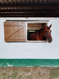 View of horse in stable