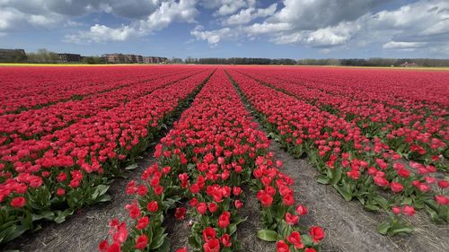 Scenic view of tulips field in netherlands