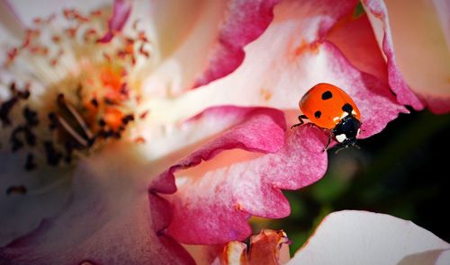 Close-up of ladybug on flower