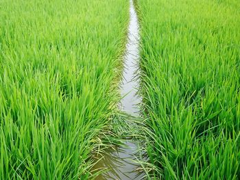 Crops growing on field