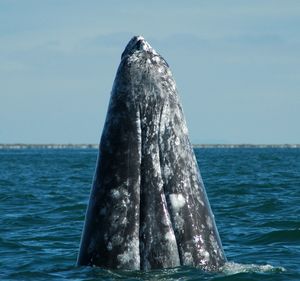 Gray whale swimming in sea against sky