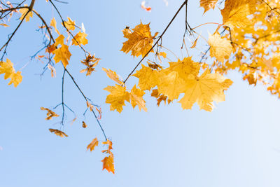 Yellow maple leaves on an autumn tree on a sunny day