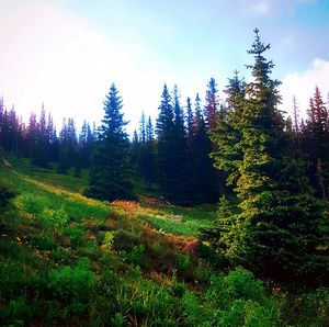 Trees growing in forest against sky