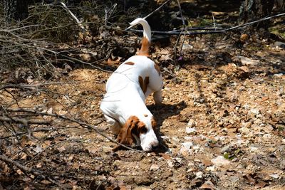 White dog on field