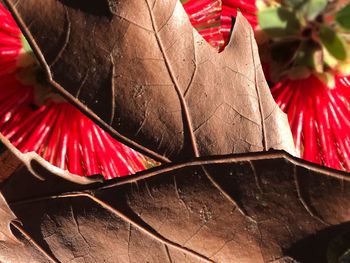 Close up of red umbrella