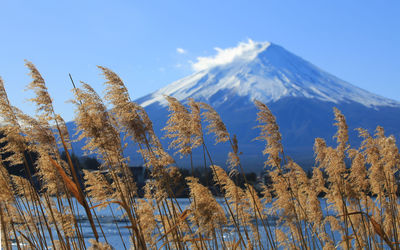 Panoramic view of plants against sky