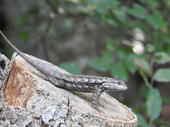 Close-up of lizard on rock