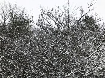 Low angle view of bare tree against clear sky