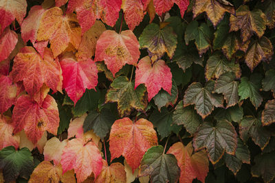 Full frame shot of autumnal leaves