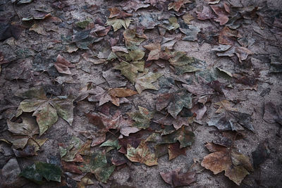 Full frame shot of autumn leaf