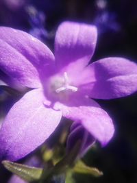 Close-up of purple crocus flower