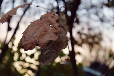 Close-up of snow on tree during autumn
