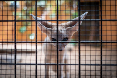 Portrait of cat in cage