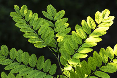 Close-up of green leaves